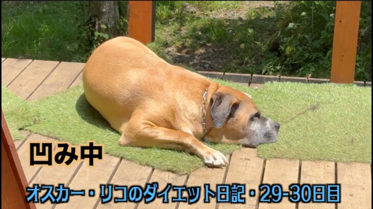 ロイおじの元気がなかった日【オスカー・リコのダイエット日記29 30日目】