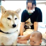 リハビリとダイエットに励む我家の柴犬Pt .２〜みんなに会うことって、リハビリになるんだね〜