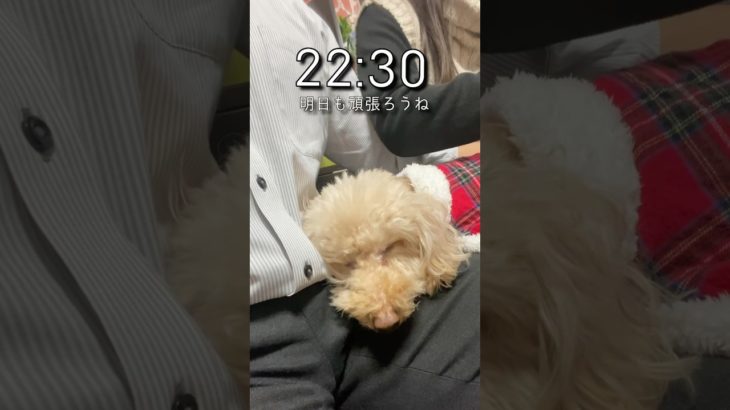 マチョトレリーマンの日常vol.8#筋トレ #サラリーマン #vlog