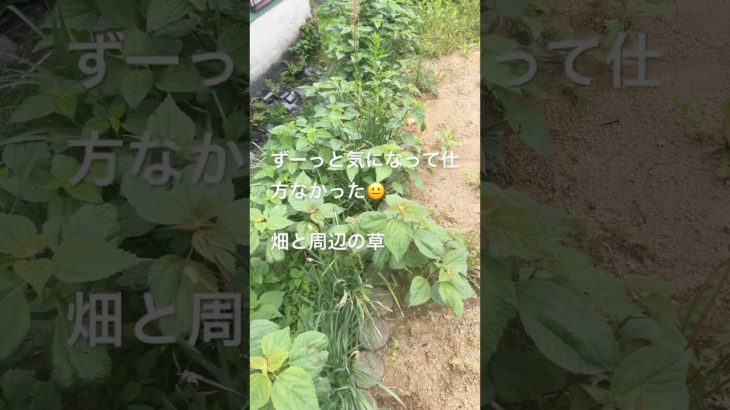 晴れ間に草取り！#shrots #ずぼら主婦 #ダイエット #生活習慣病 #草取り